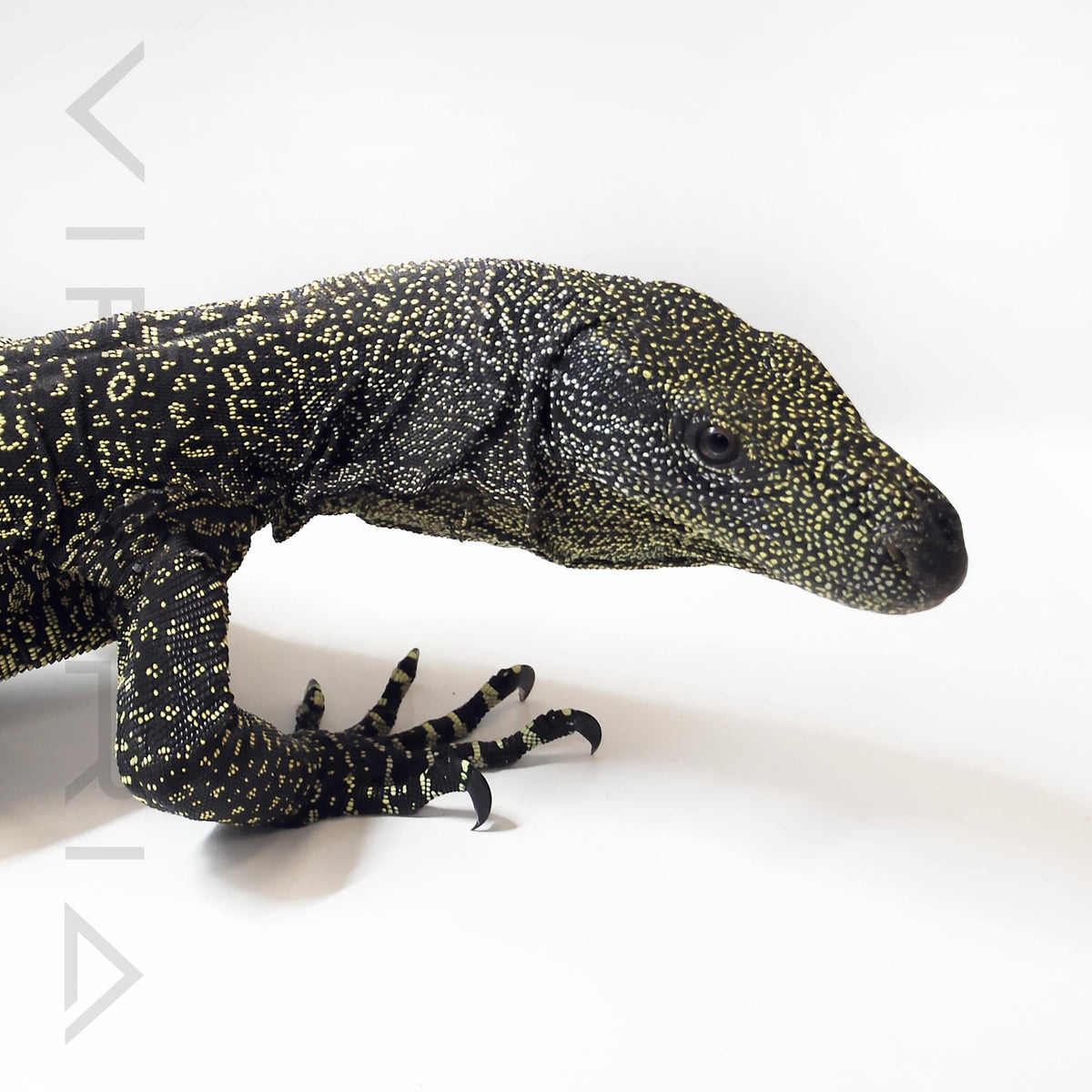 Crocodile Monitor (1.1 Pair Only)