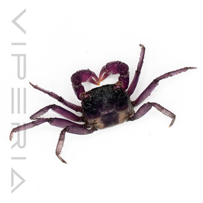 Lavendar Vampire Crab
