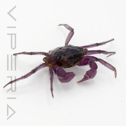 Lavendar Vampire Crab
