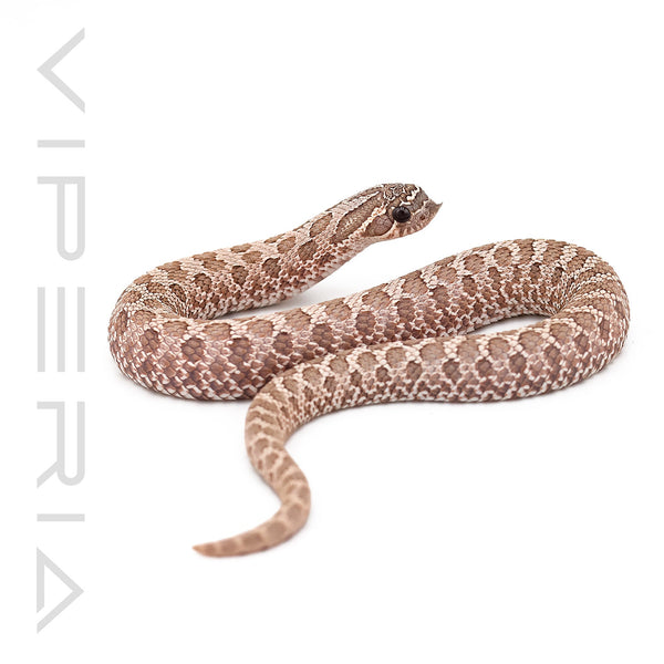 Lavender Hognose het Mercury