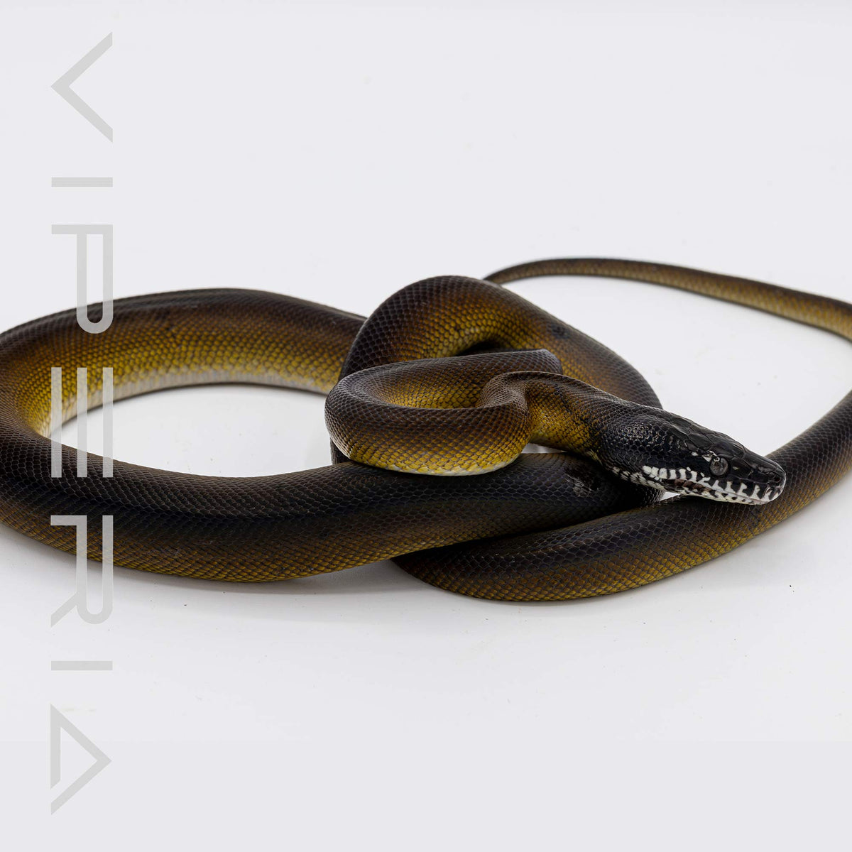 Northern White Lip Python