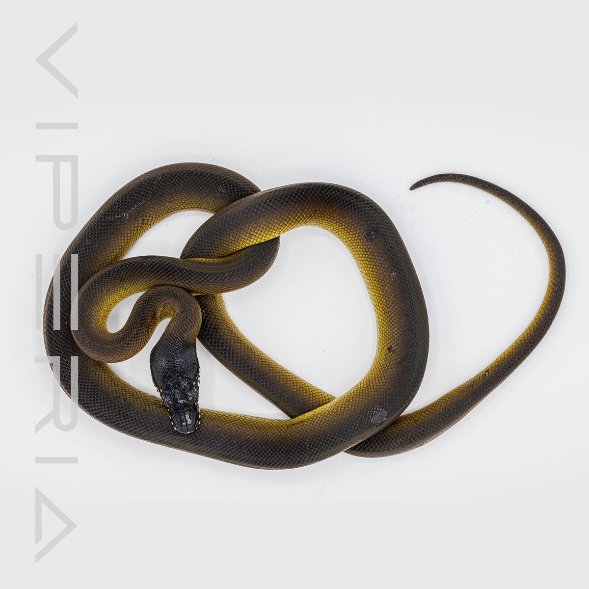 Northern White Lip Python