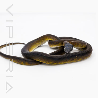 Northern White Lip Python