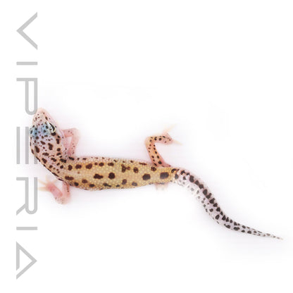 Mixed Morph Leopard Gecko