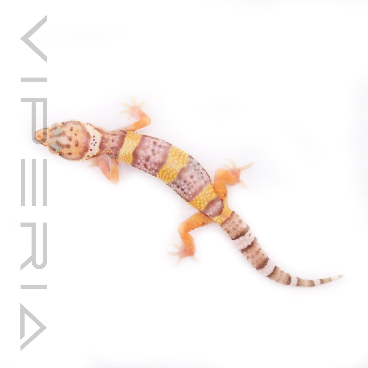 Mixed Morph Leopard Gecko