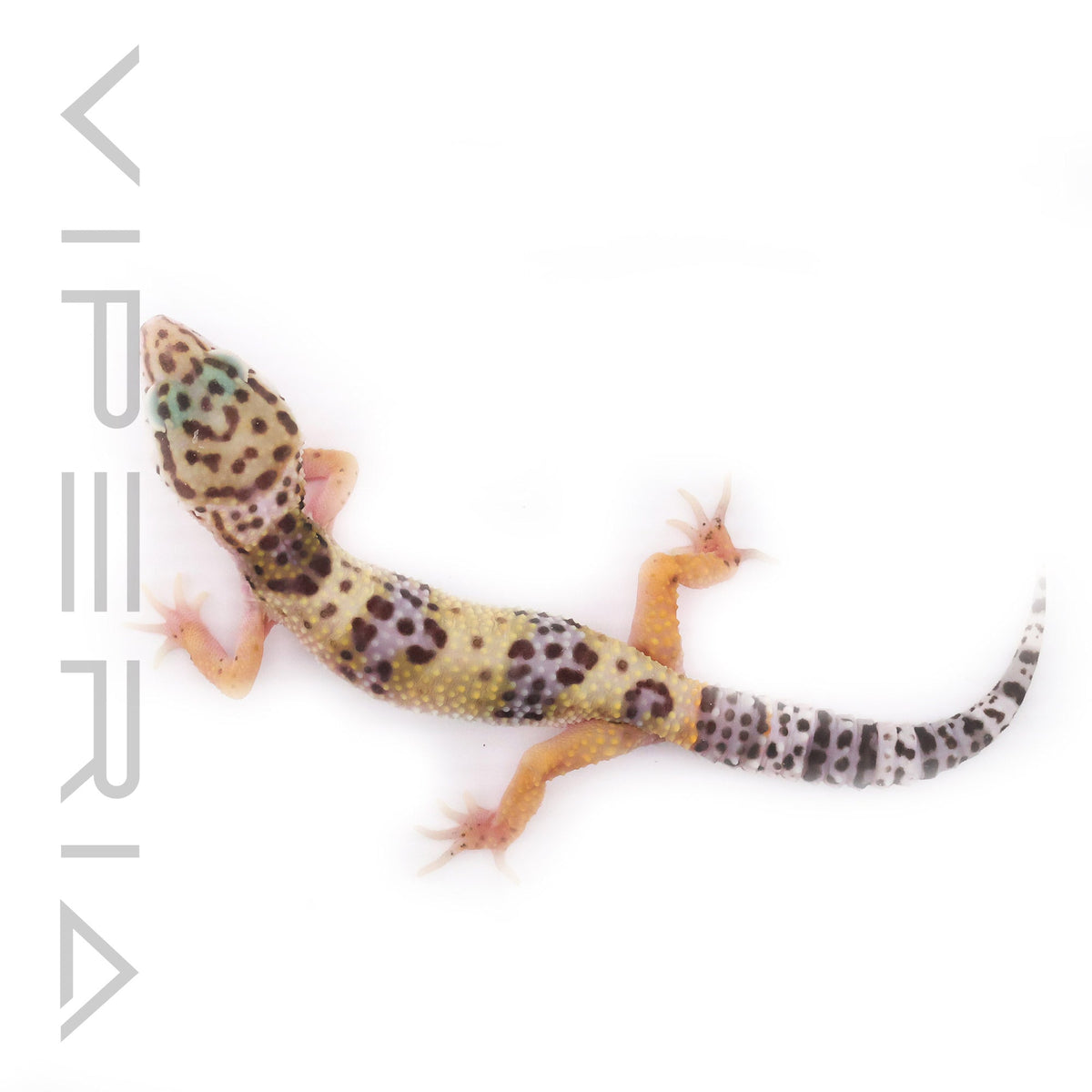 Mixed Morph Leopard Gecko