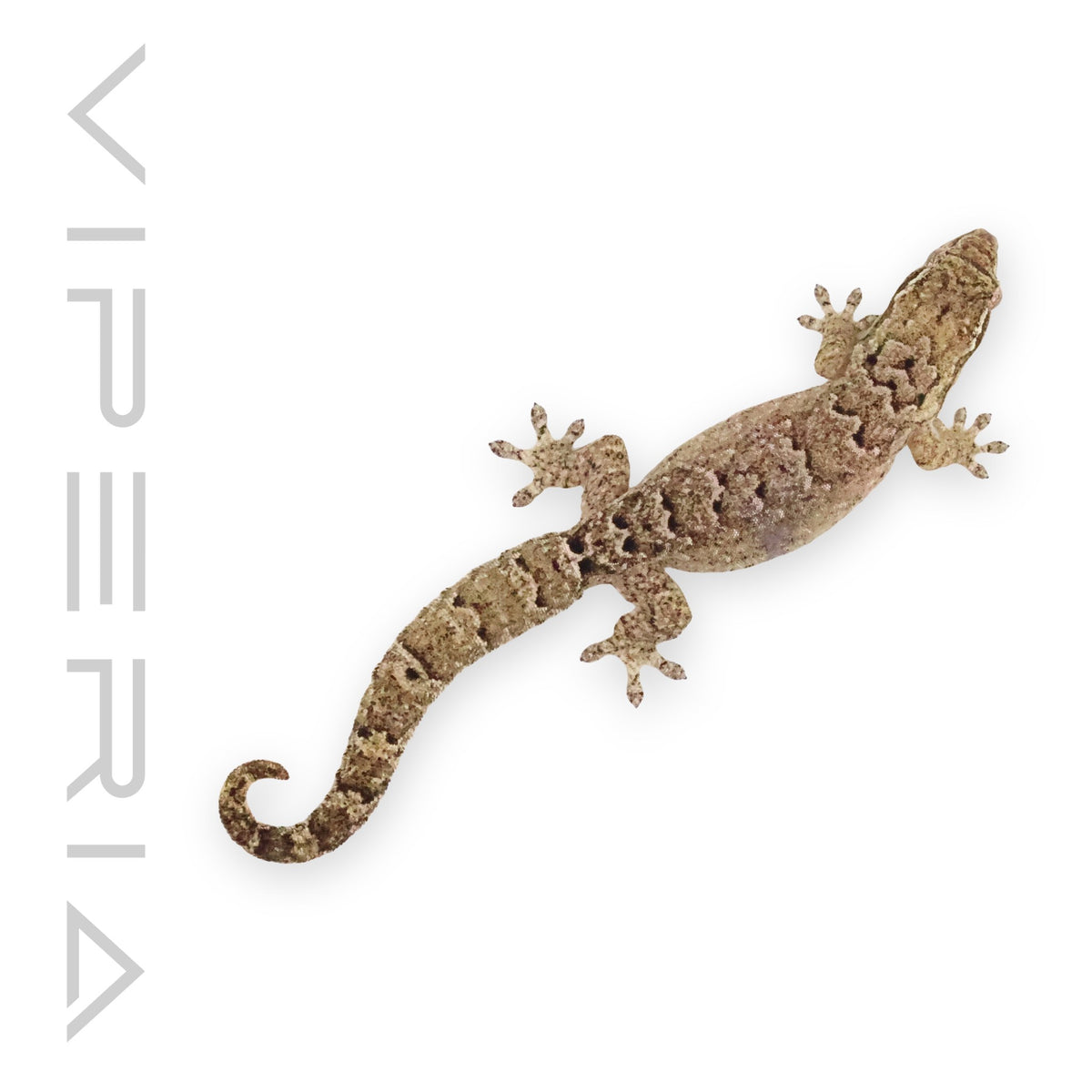Mourning Gecko
