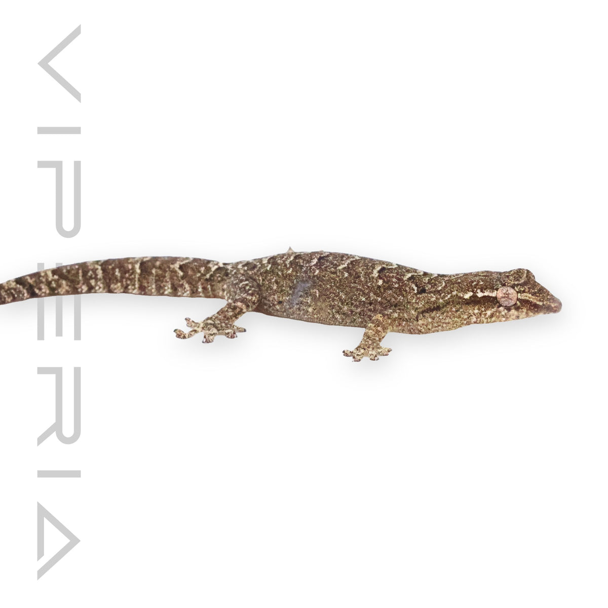 Mourning Gecko