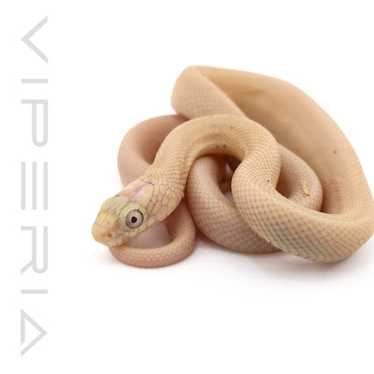 Leucistic Texas Rat Snake