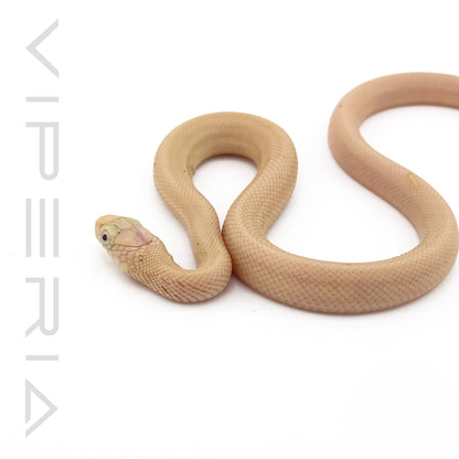 Leucistic Texas Rat Snake