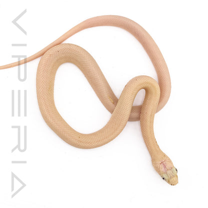 Leucistic Texas Rat Snake
