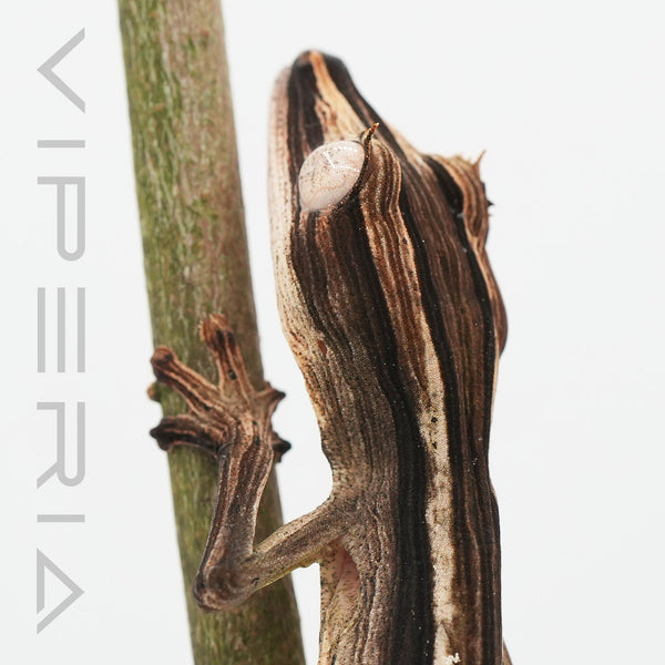 Lined Leaf Tail Gecko