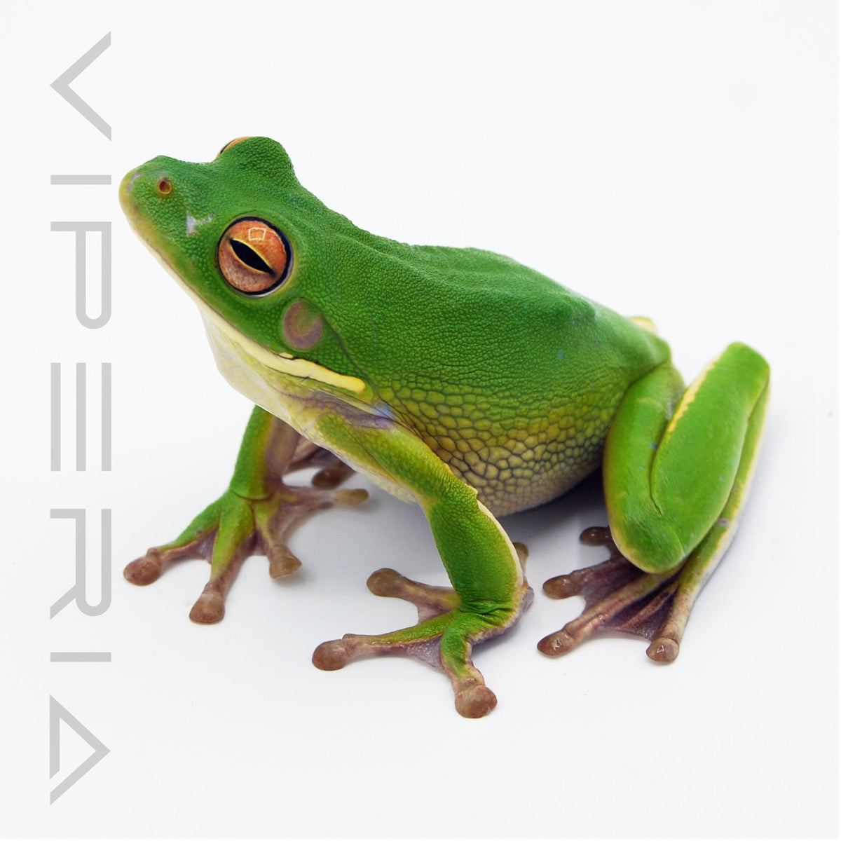 White-Lipped Tree Frog