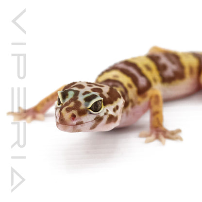 Mack Snow Leopard Gecko