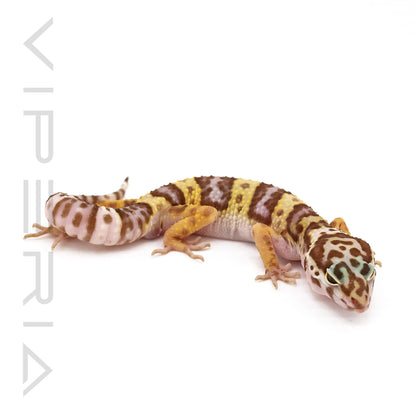 Mack Snow Leopard Gecko