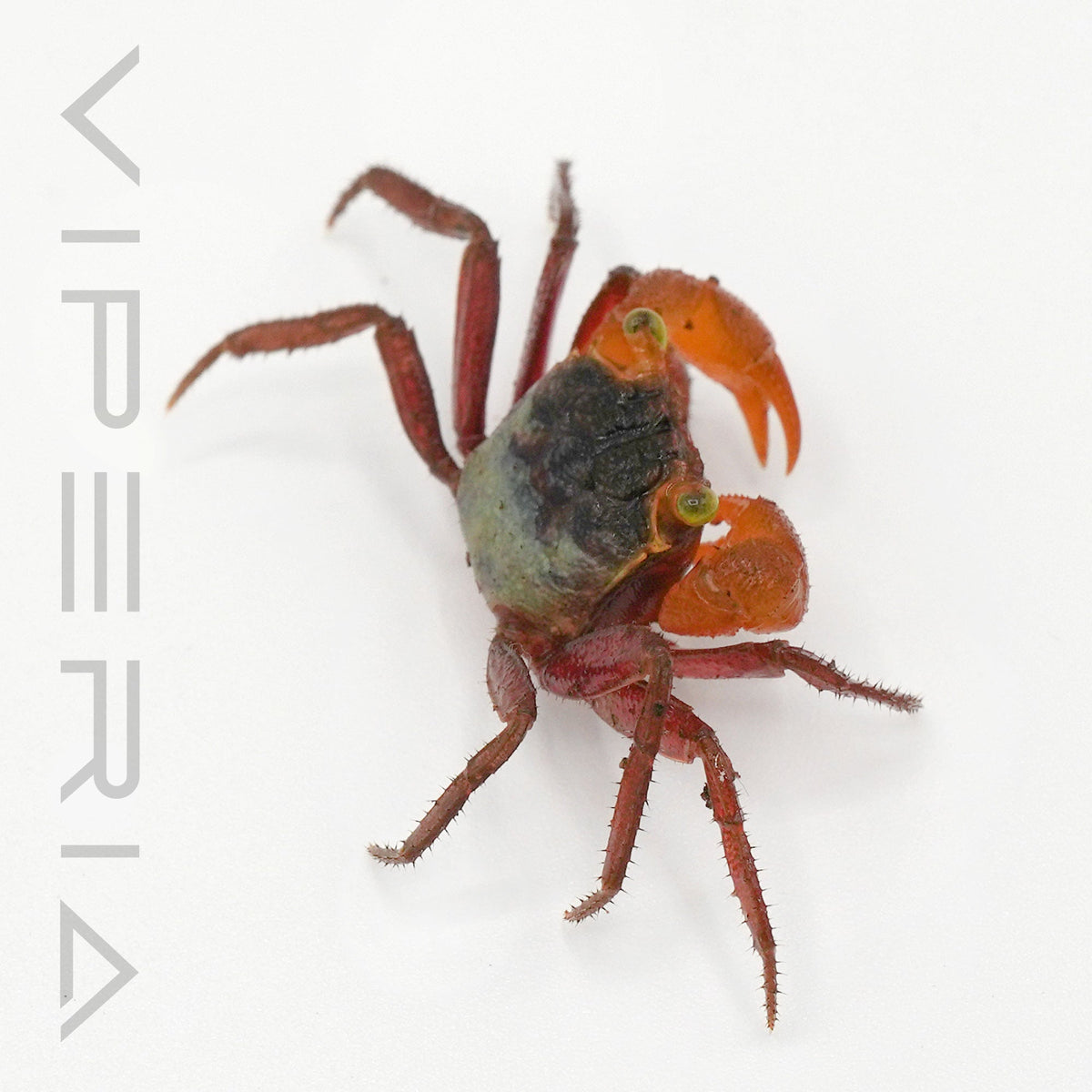 Mandarin Vampire Crab