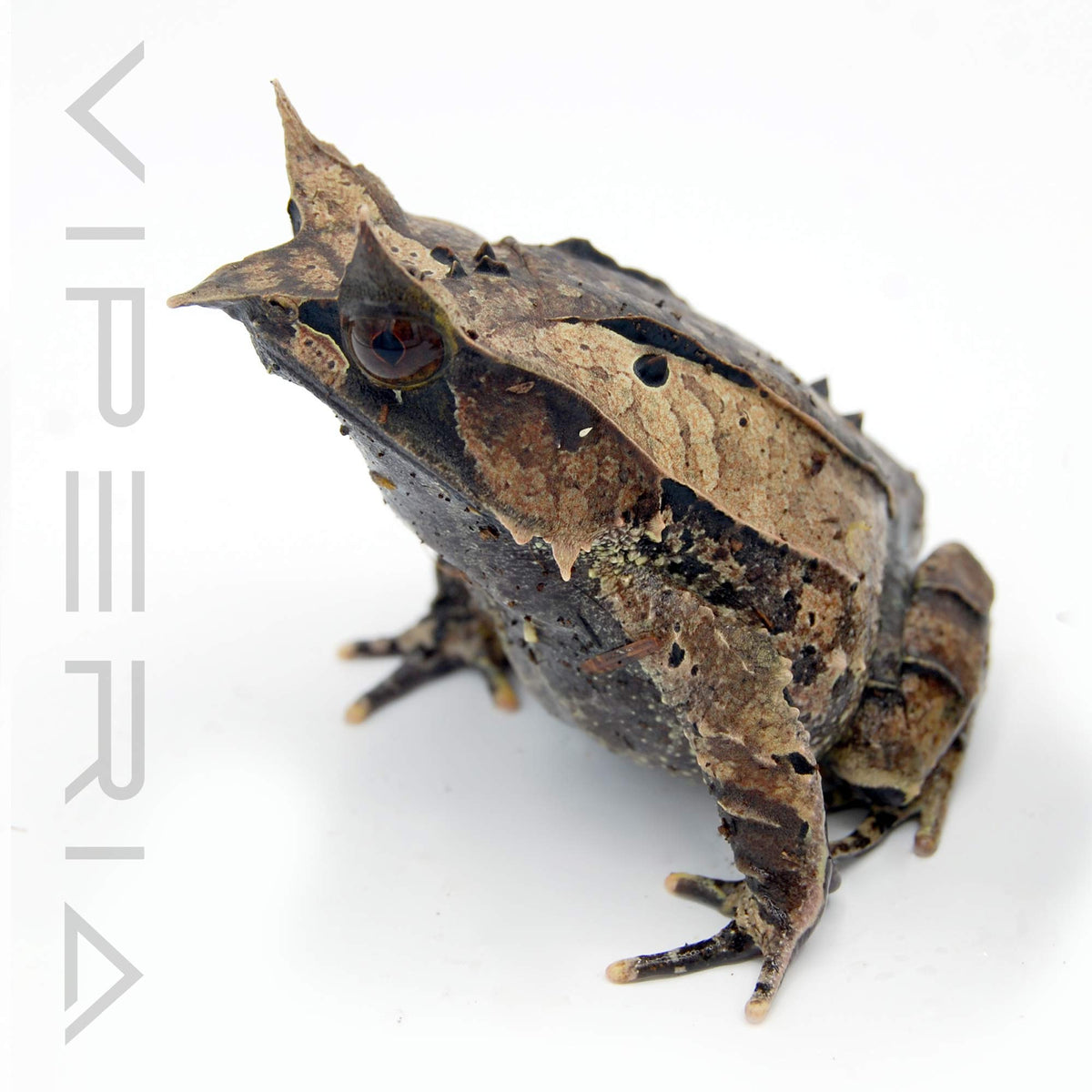 Malayan Leaf Frog