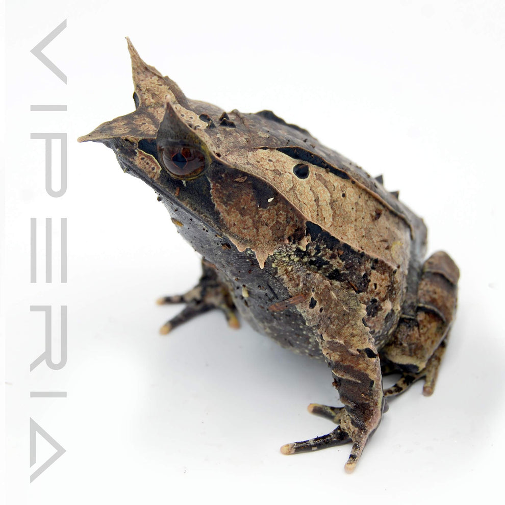 Malaysian Leaf Frog for Sale UK | Viperia Amphibians – Viperia Reptiles
