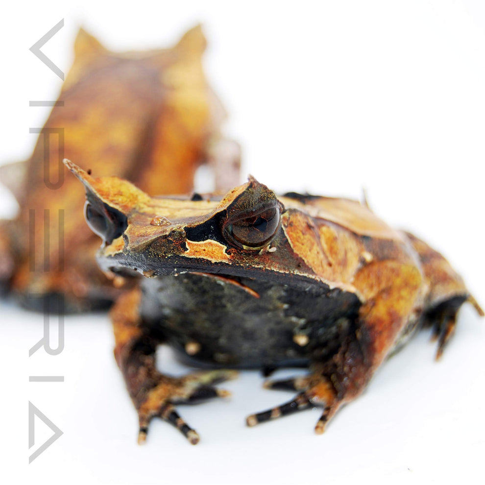 Malaysian Leaf Frog for Sale UK | Viperia Amphibians – Viperia Reptiles