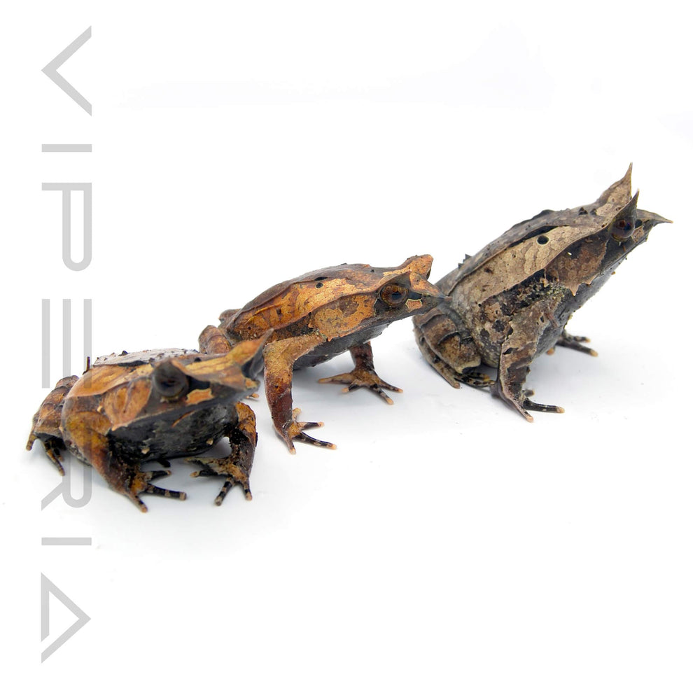 Malaysian Leaf Frog for Sale UK | Viperia Amphibians – Viperia Reptiles