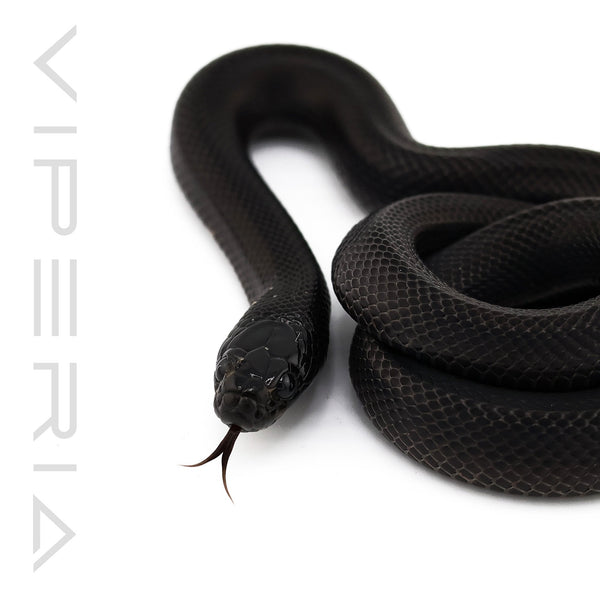 Mexican Black Kingsnake