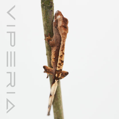 Mix Morph Crested Gecko