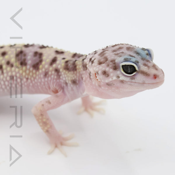 Montanus Leopard Gecko