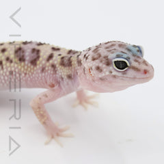 Montanus Leopard Gecko