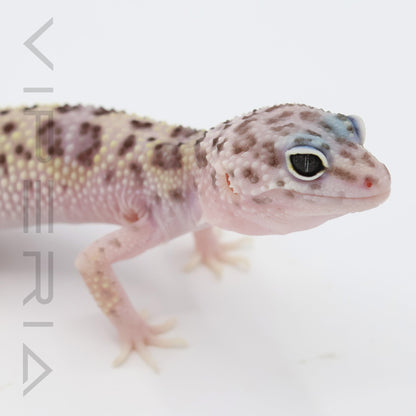 Montanus Leopard Gecko