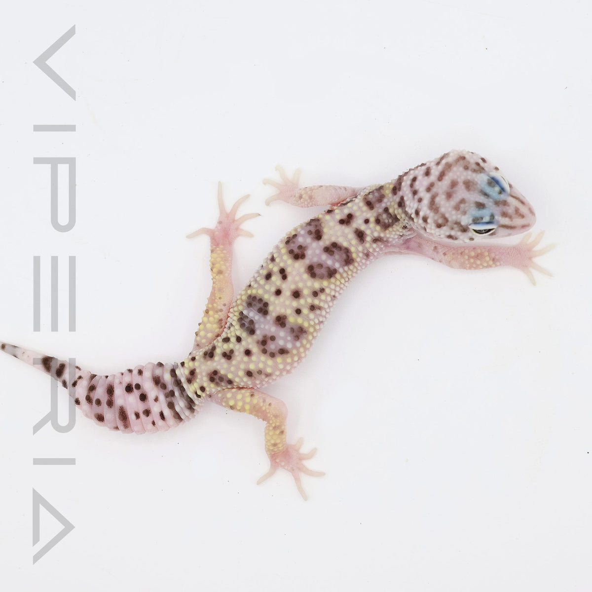Montanus Leopard Gecko