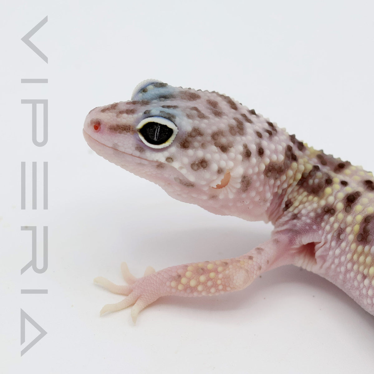 Montanus Leopard Gecko