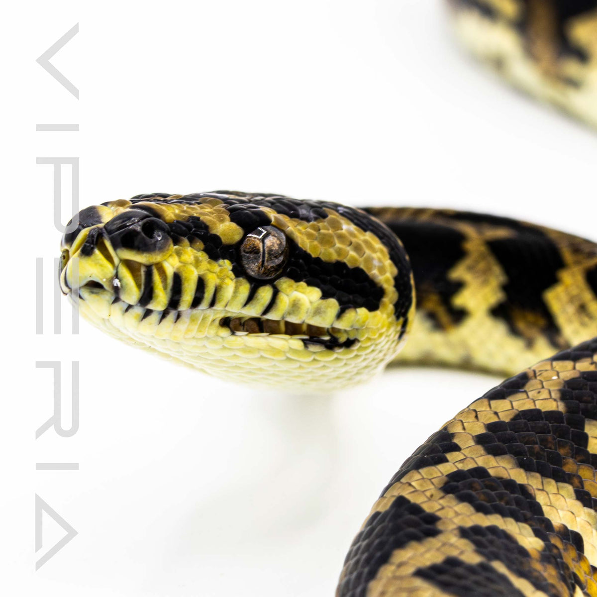 Papuan Carpet Python