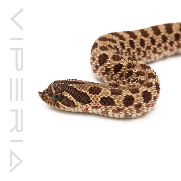 Normal het Lavender Albino Hognose
