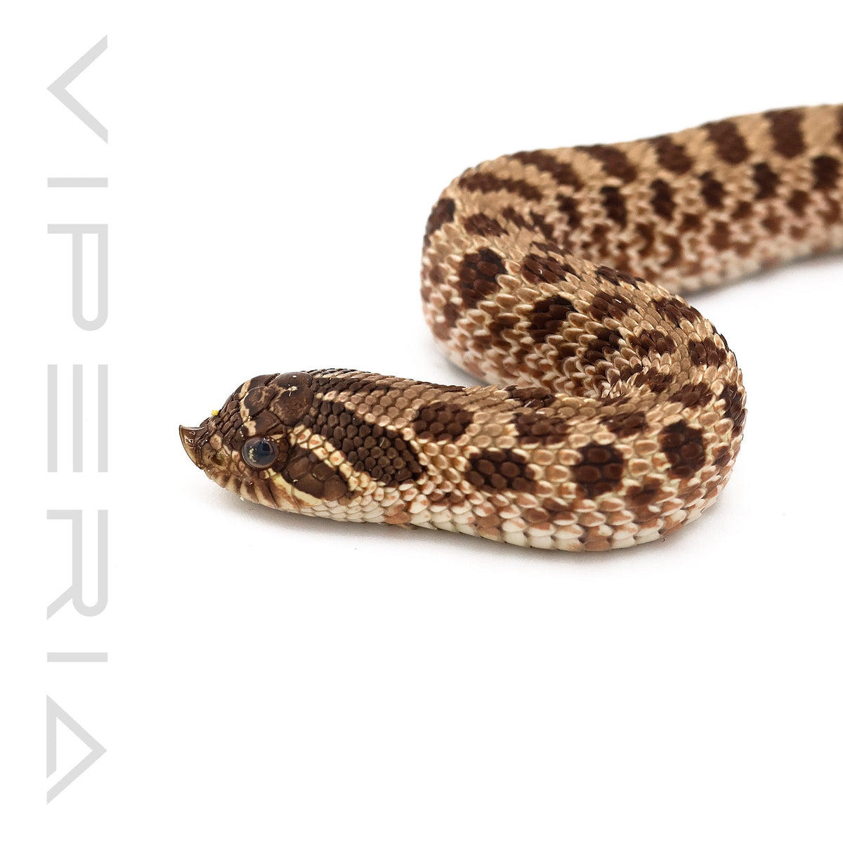 Normal 66% het Lavender, Axanthic, Albino Hognose