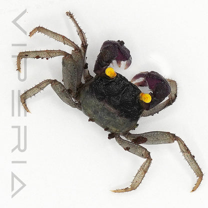 Orchid Vampire Crab