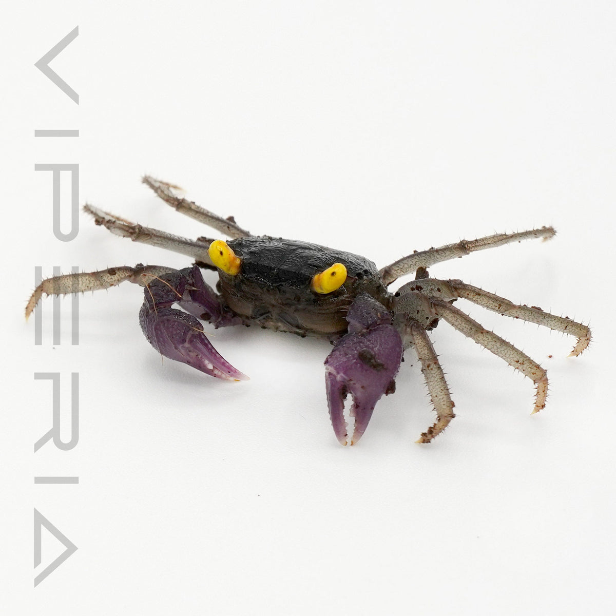 Orchid Vampire Crab