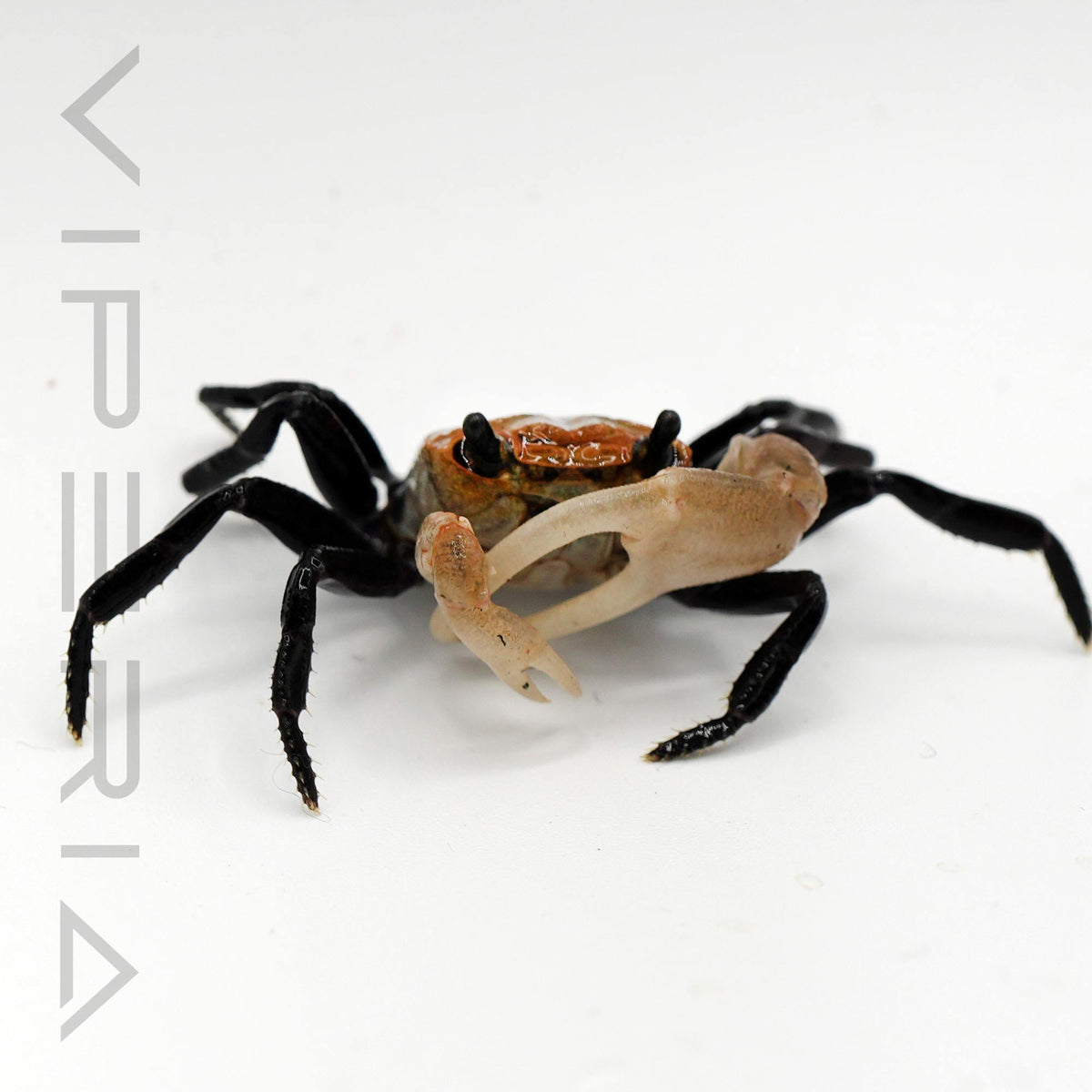 Boreno Panda Crab
