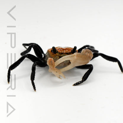 Boreno Panda Crab
