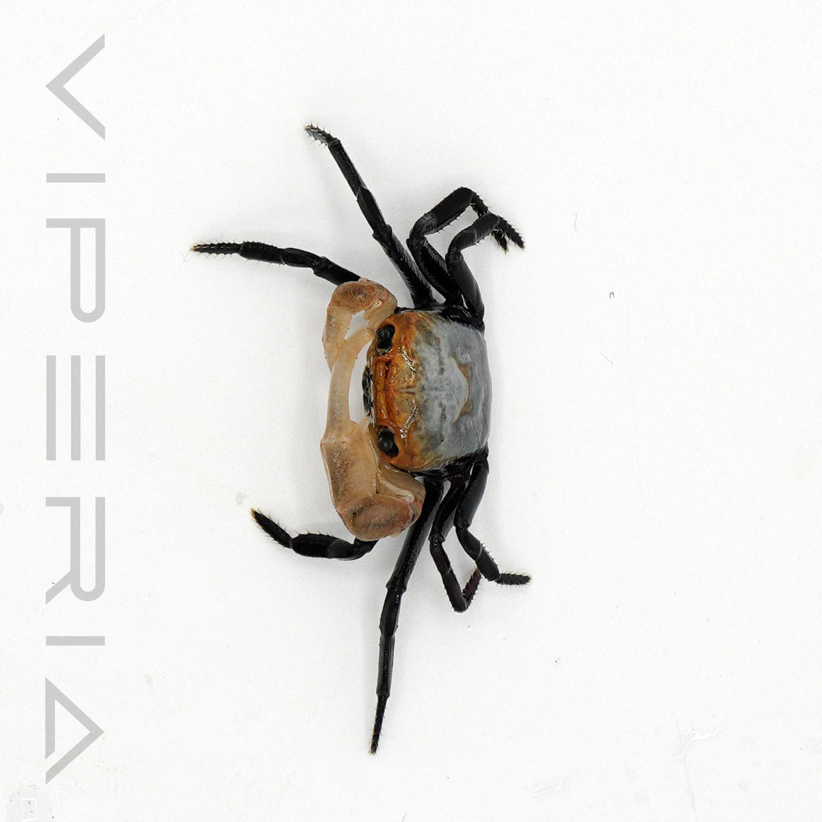 Boreno Panda Crab