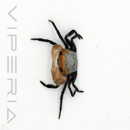 Boreno Panda Crab
