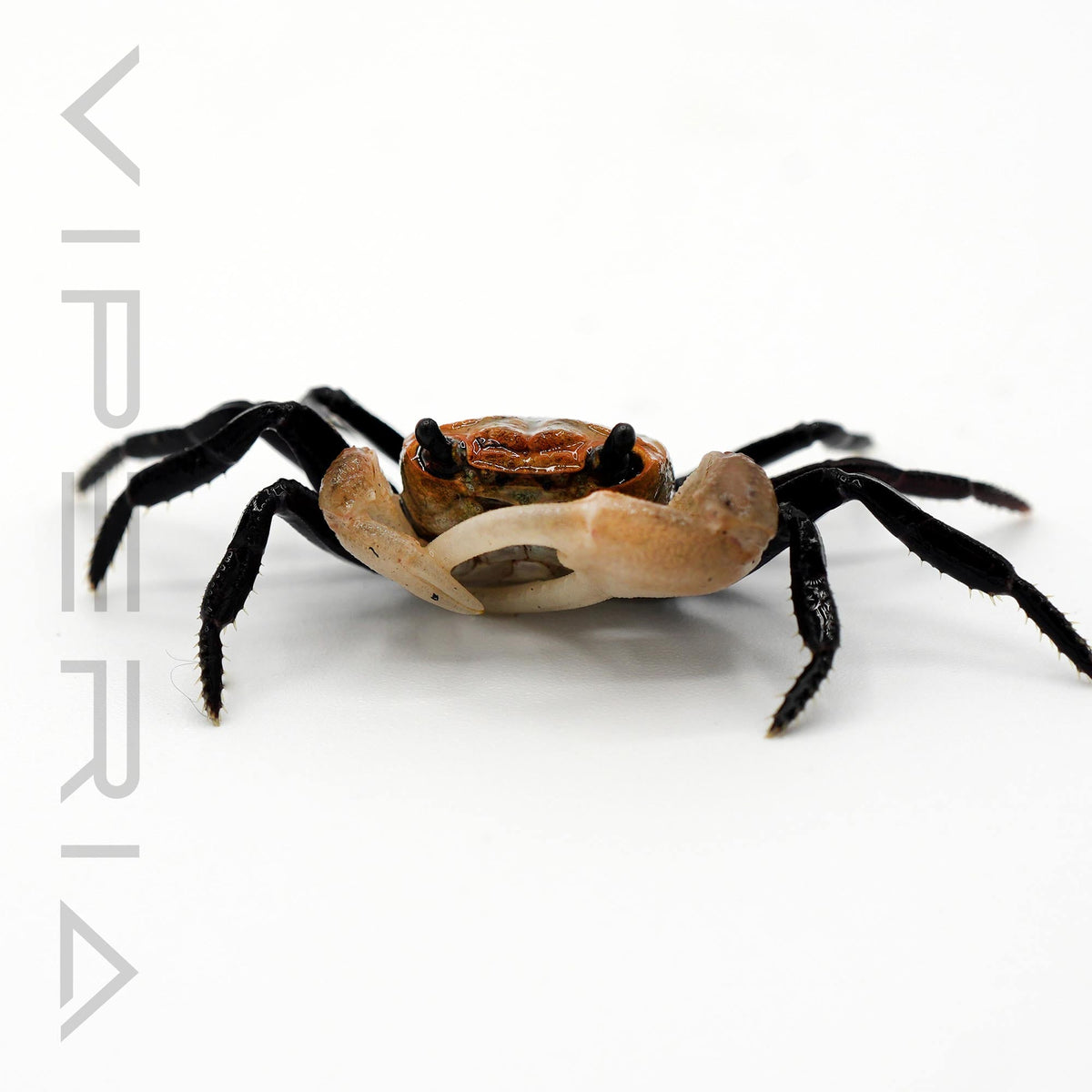Boreno Panda Crab