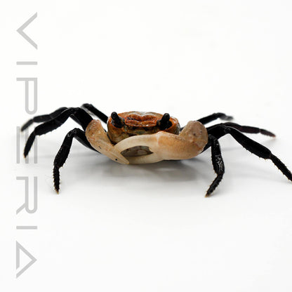 Boreno Panda Crab