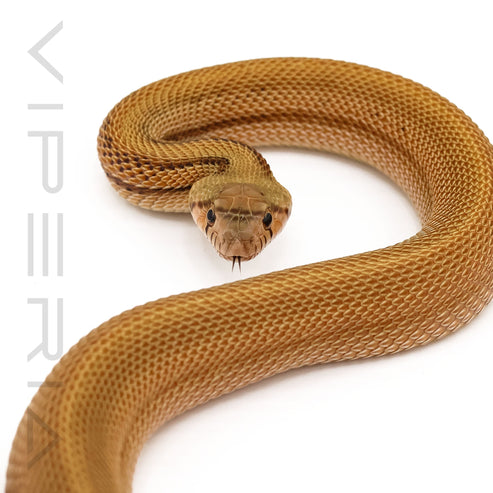 Sonoran Gopher Snake Patternless – Viperia Reptiles
