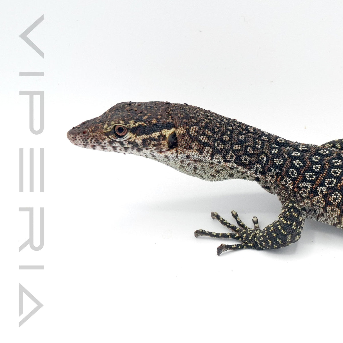 Peacock Monitor