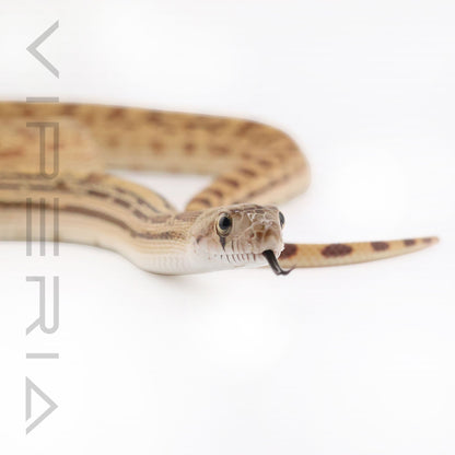 Sonoran Gopher Snake Reduced Pattern het Patternless