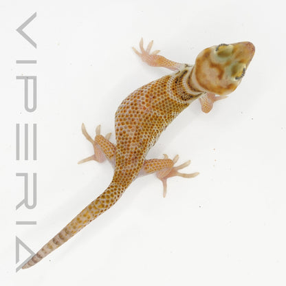 Przewalski’s Wonder Gecko