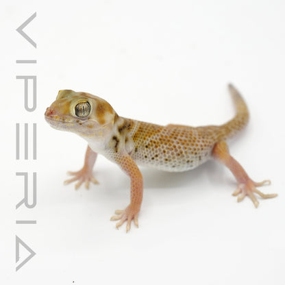 Przewalski’s Wonder Gecko