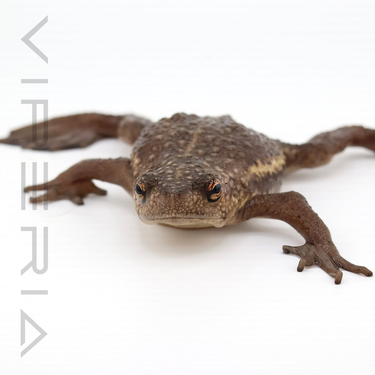 False Toad