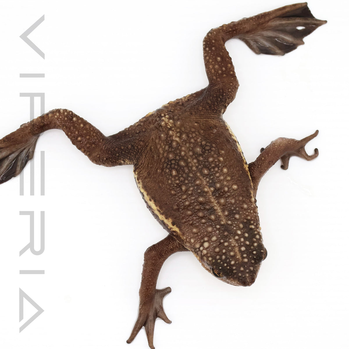 False Toad