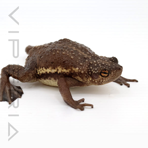 False Toad